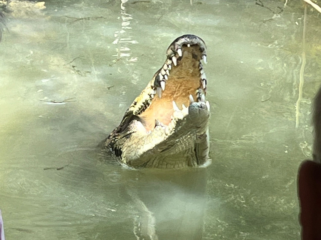 Hartley's Crocodile Adventures-Wangetti必去景点