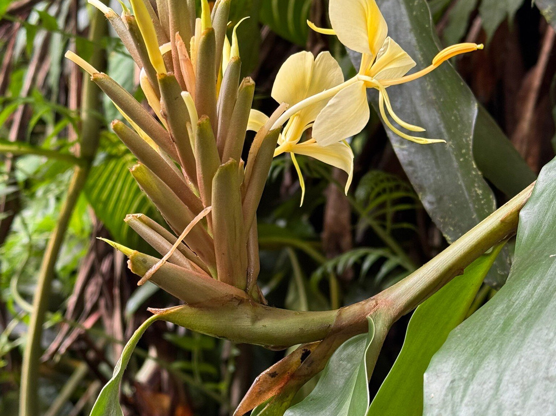 老夏威夷家庭式酒店主图