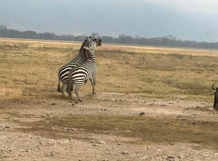 Northern Masailand Safaris-阿鲁沙必去景点