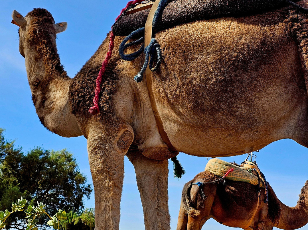 Voyage Désert Maroc-迈哈米德必去景点