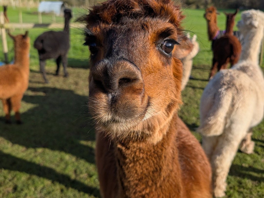 Bell Farm Alpacas-Pensford必去景点