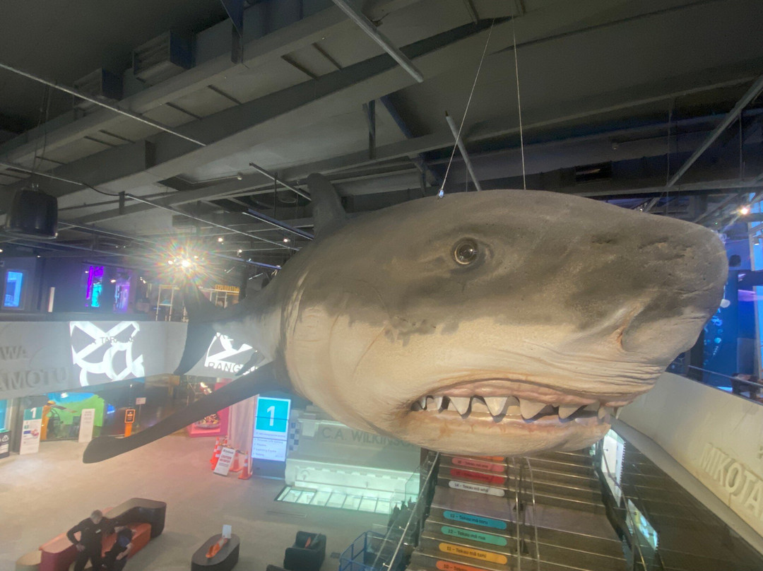 Puke Ariki-新普利默斯必去景点