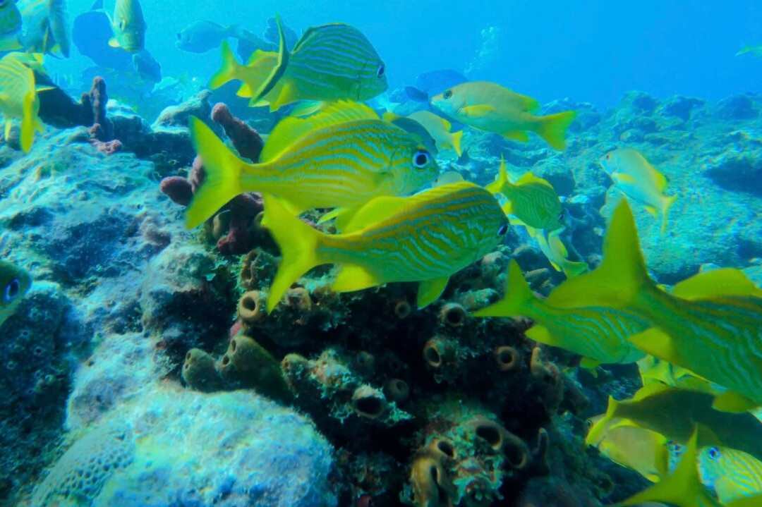 Better Than Most Scuba-马拉松必去景点