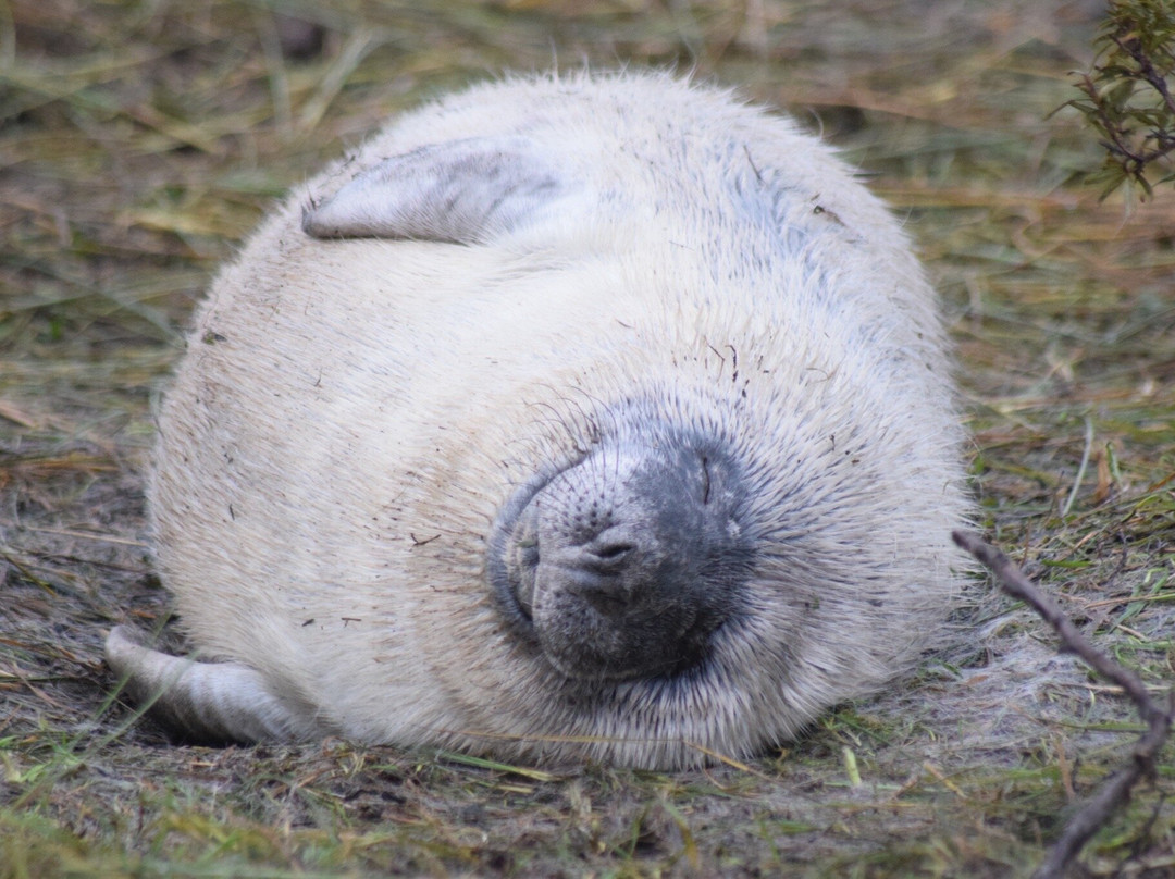 Donna Nook Nature Reserve-North Somercotes必去景点