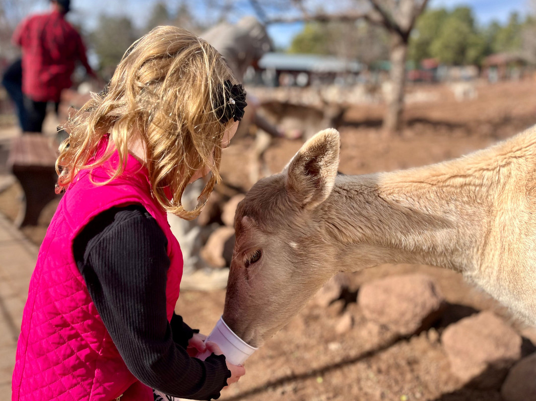 大峡谷鹿场-威廉姆斯必去景点