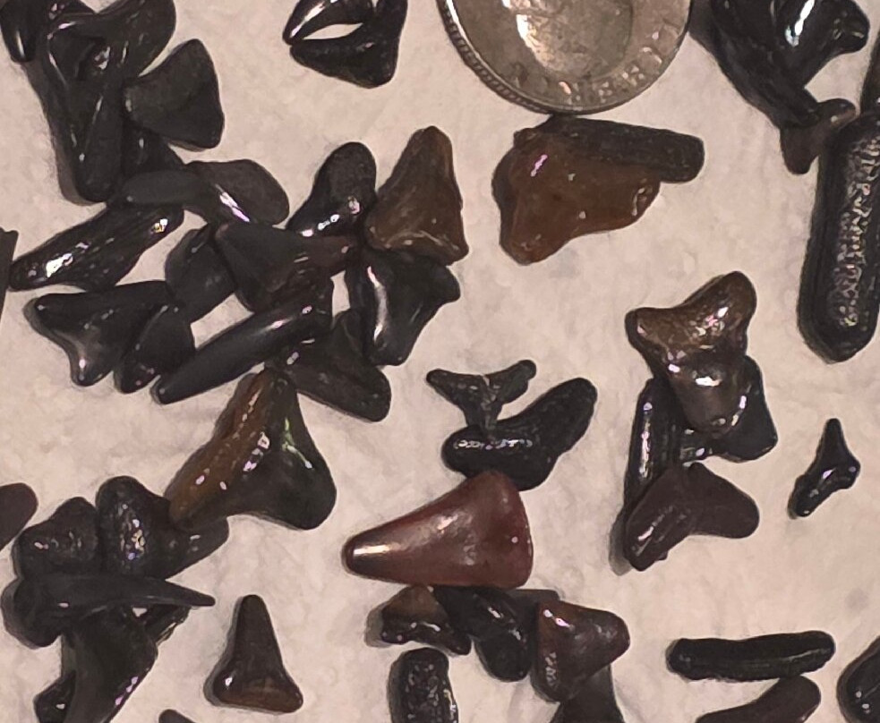 Manasota Key Beach-恩格尔伍德必去景点