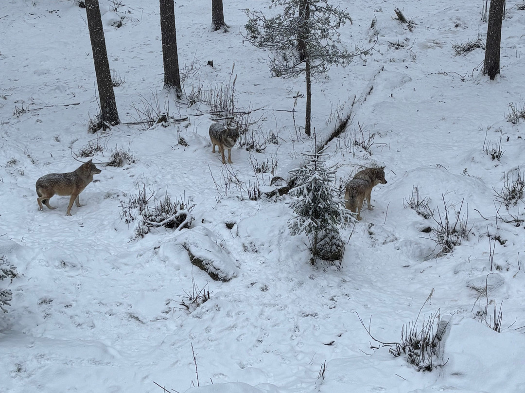 Ranua Zoo-Ranua必去景点