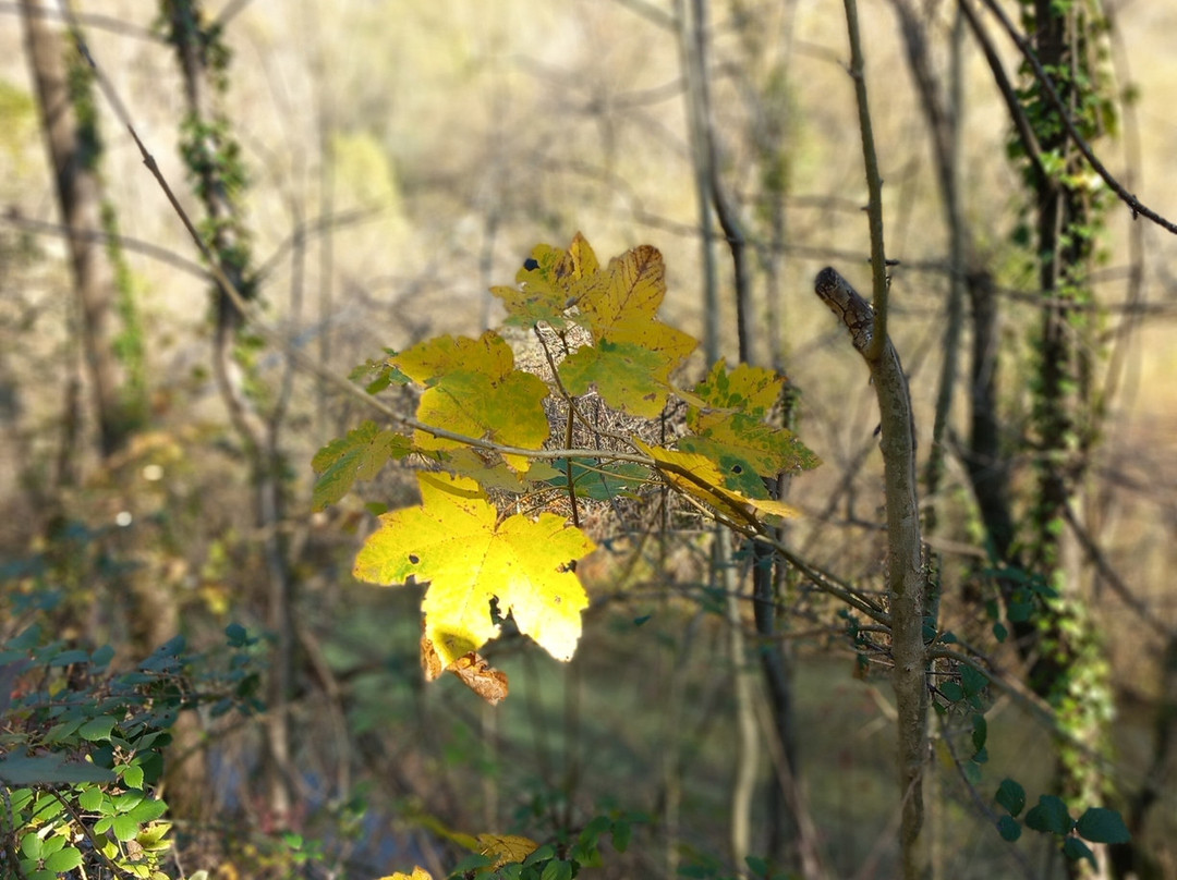 Lago Di Cavazzo-Cavazzo Carnico必去景点
