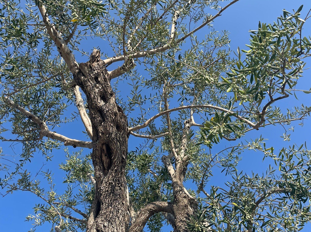 The Olivar Suites主图