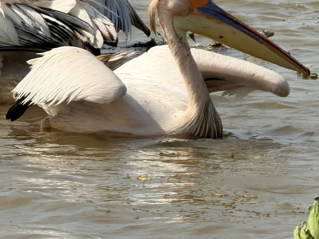 Yerim Tours Senegal-莫布瓦必去景点