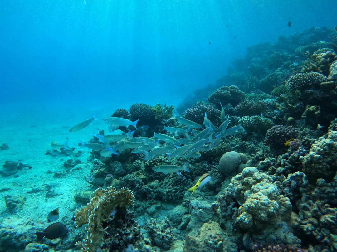 ORCA Dive Club Coral Garden-Safaga必去景点