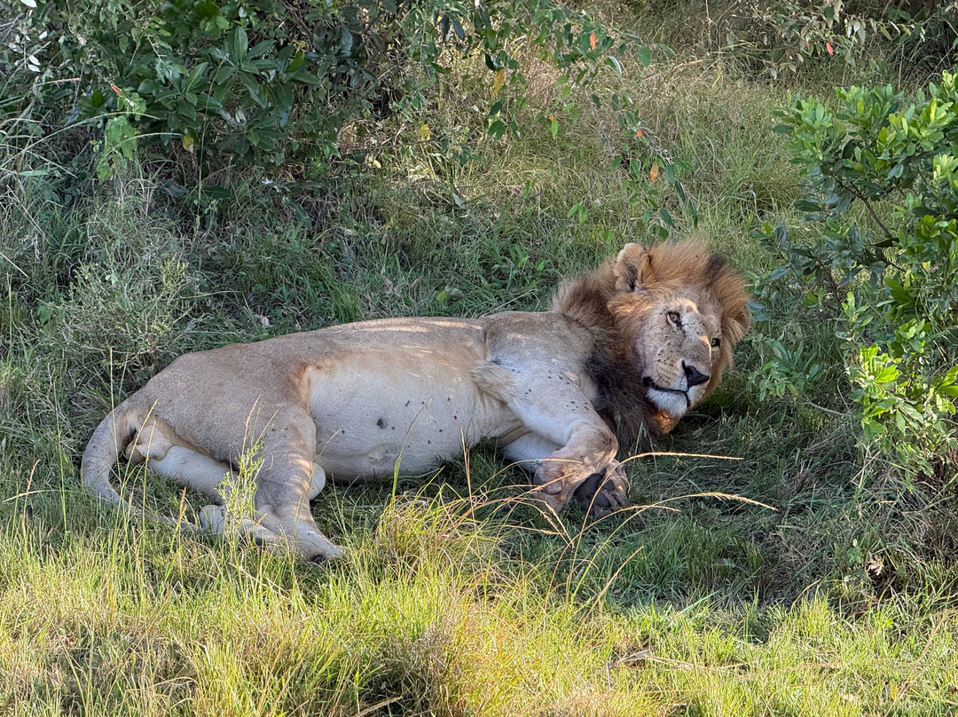 Rhythms of Nature-内罗毕必去景点