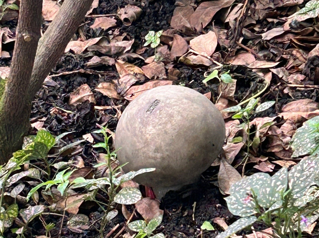 The Leaf-温尼伯必去景点