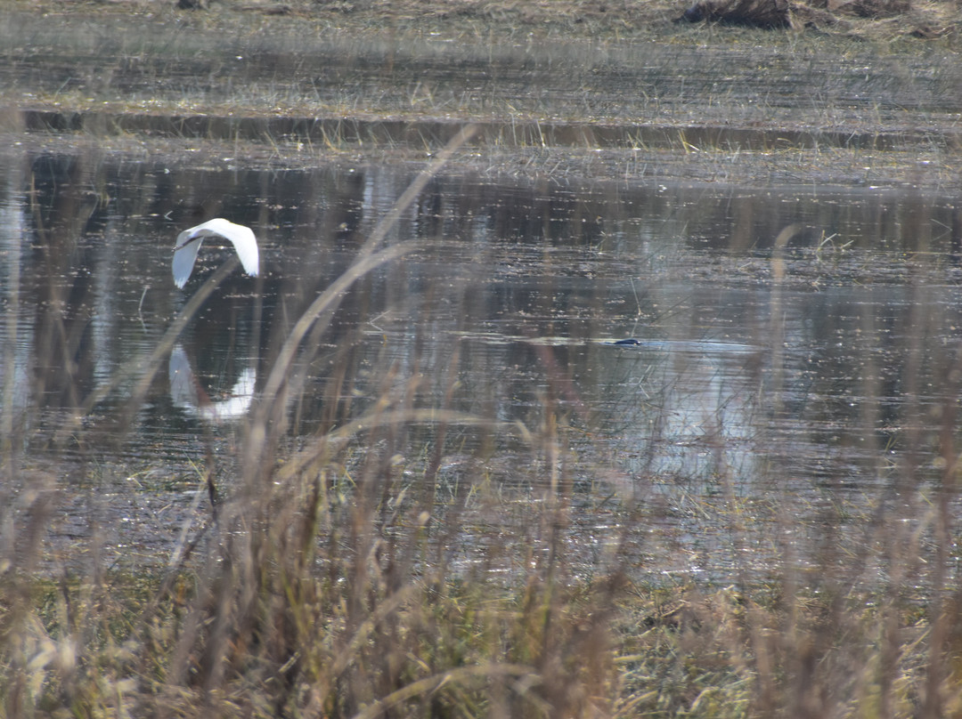 Jungle Bucket List-Moharli必去景点