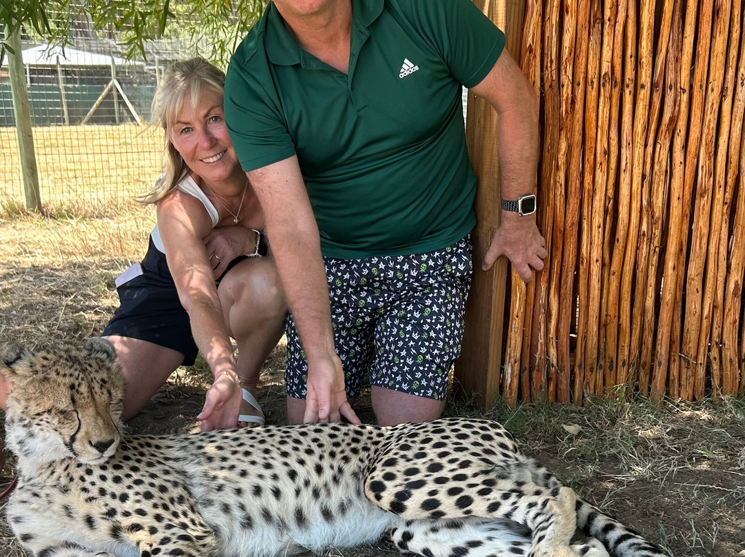 Cheetah Outreach - Somerset West-西索美塞必去景点