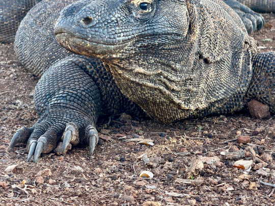 Travass Life-科莫多必去景点