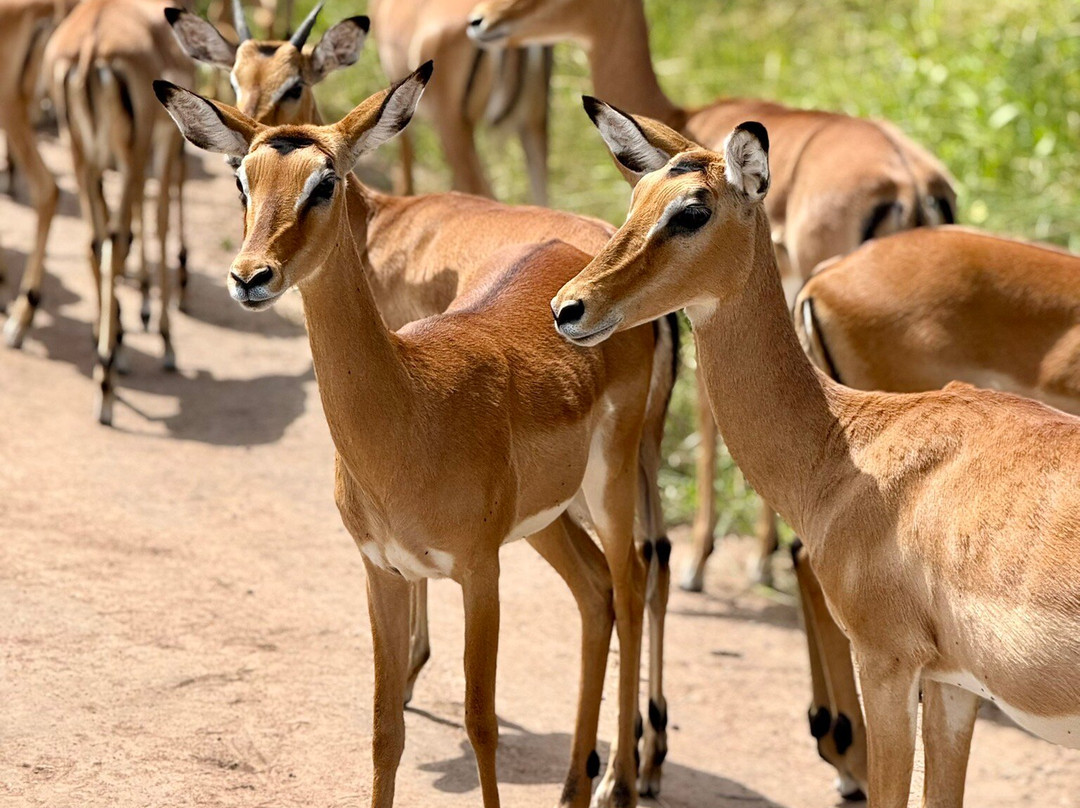 Kadoo Travels-吉佳利必去景点