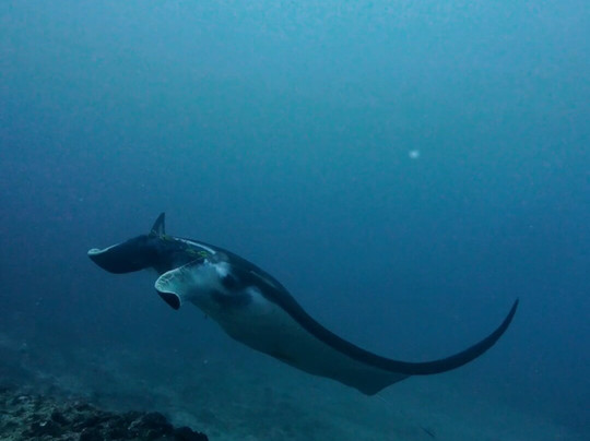 Nusablu Diving Penida-Kutampi Kaler必去景点