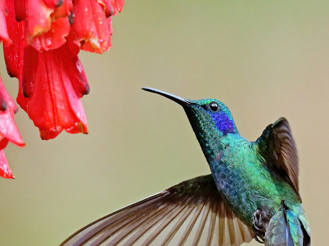 Costa Rica Focus-圣何塞必去景点