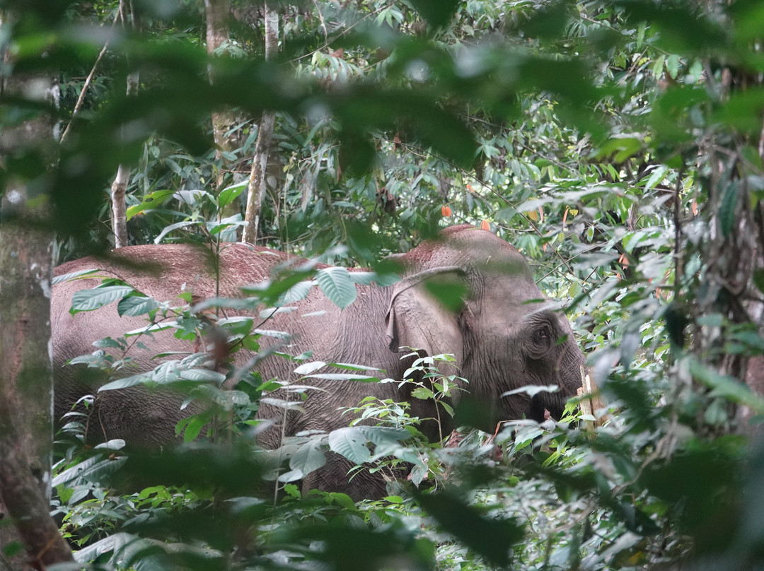 SUMECO (Sumatra Ecoproject)-武吉拉旺必去景点