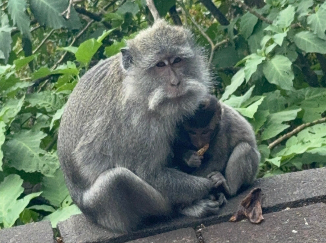 Bli Gojink Bali Professional Bali Driver-新加拉惹必去景点