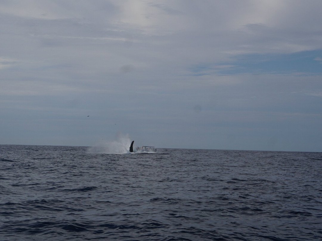 Proyecto Cetáceo-卡波圣卢卡斯必去景点