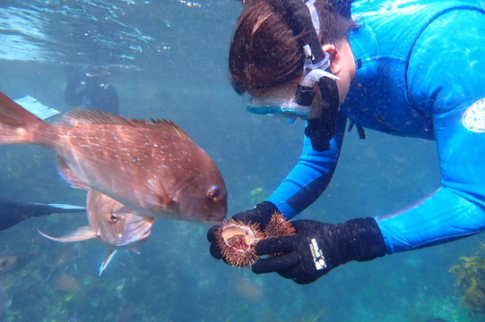 Bay of islands Snorkelling Ltd-派希亚必去景点