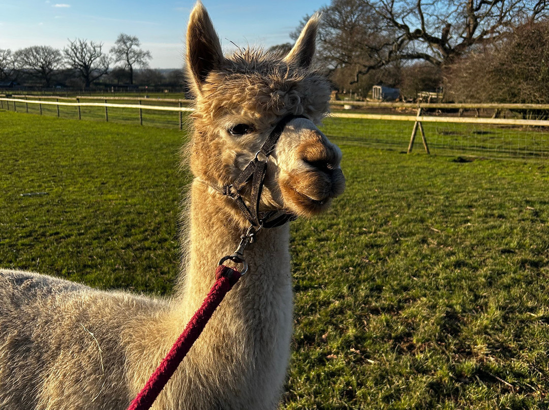 Lucky Tails Alpaca Farm-Atherstone必去景点