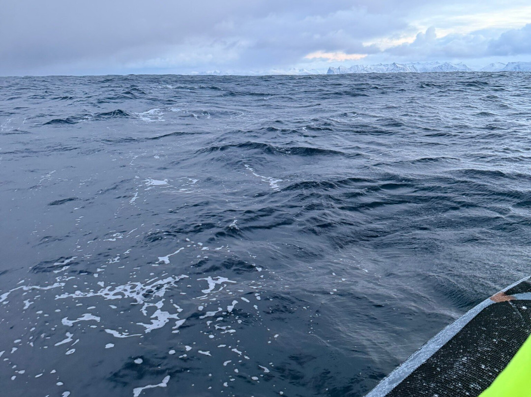 Whale2sea Whalesafari Andenes-Andenes必去景点