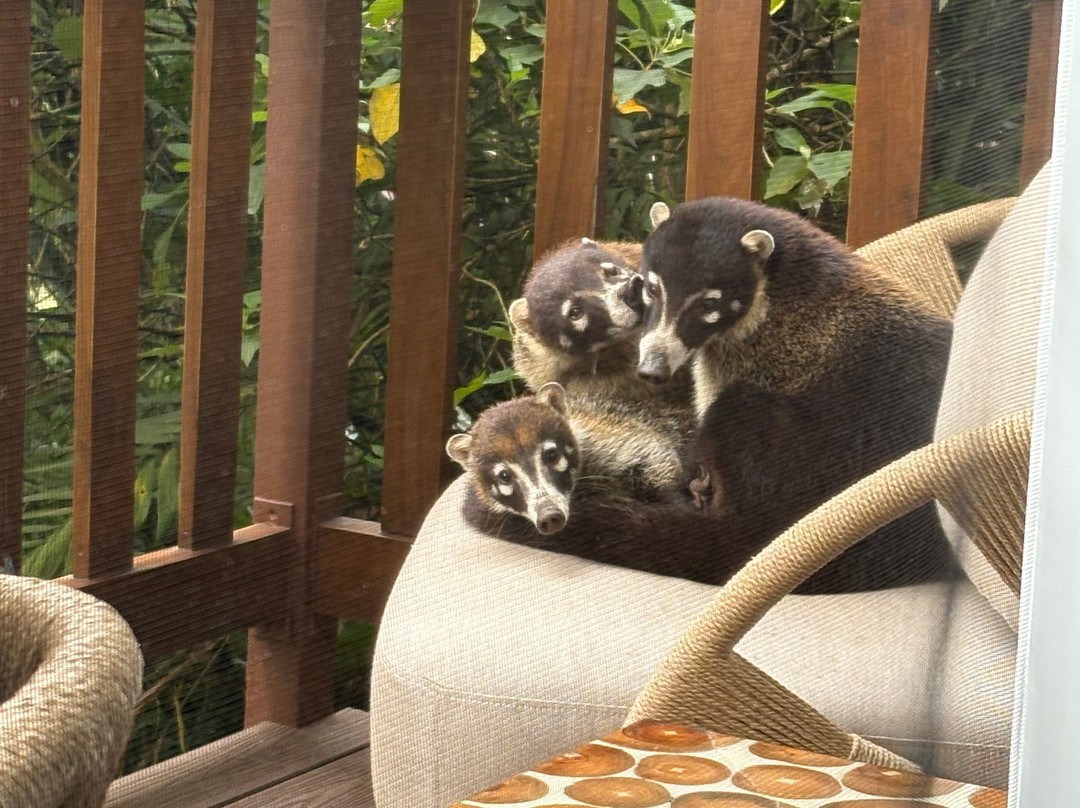 Jacamar Naturalist Tours-利比里亚必去景点