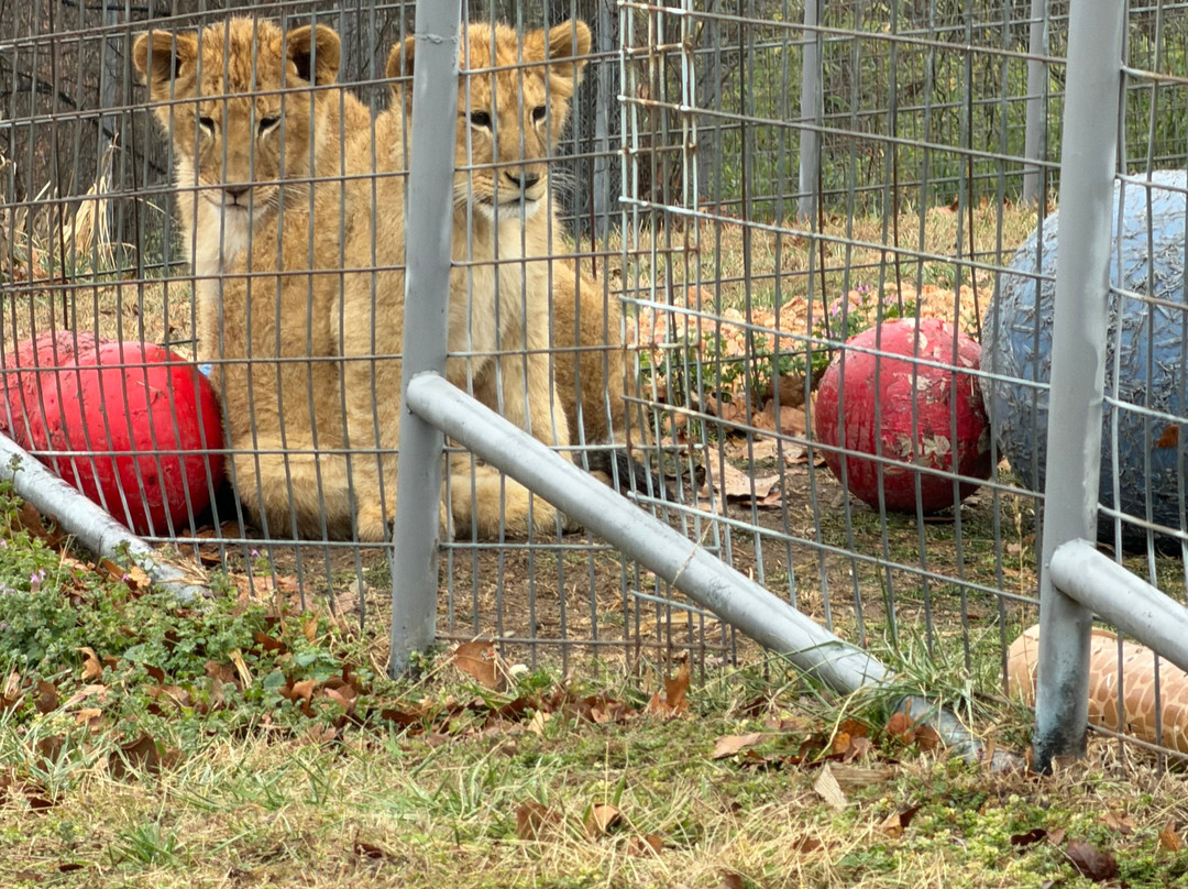 Turpentine Creek Wildlife Refuge-尤里卡斯普林斯必去景点