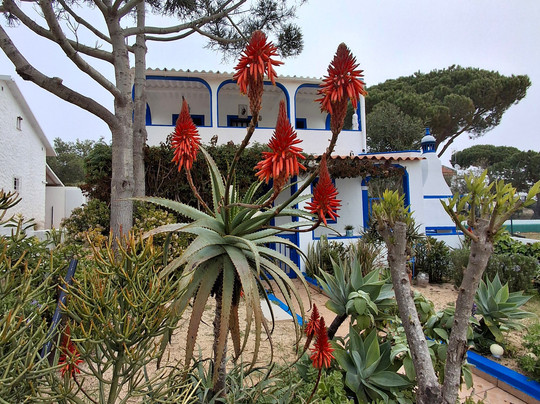 Armona Island-奥良必去景点