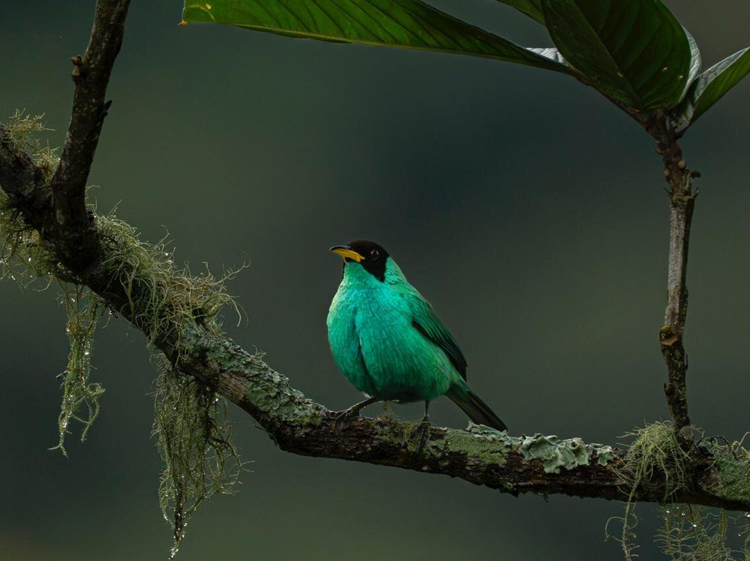 Refugio de Aves Alexander Skutch Los Cusingos-San Isidro del General必去景点