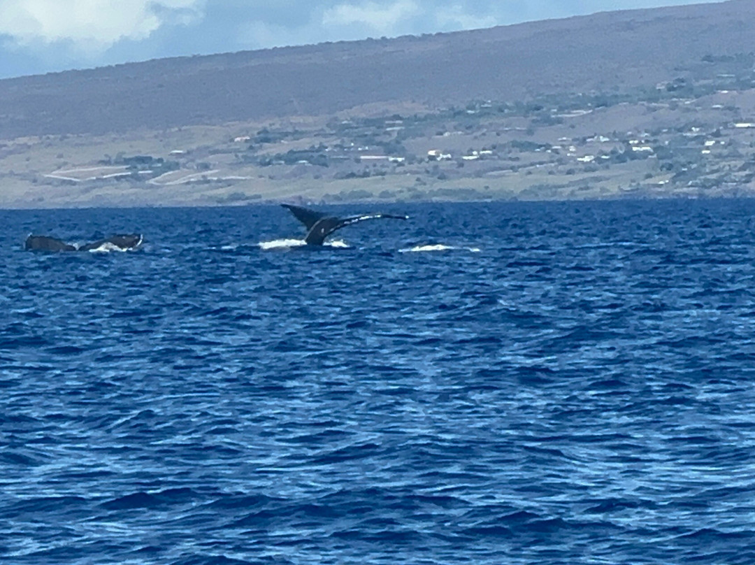 Adventure X Boat Tours-卡慕也拉必去景点