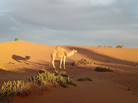 Au pays du Sahara-迈哈米德必去景点