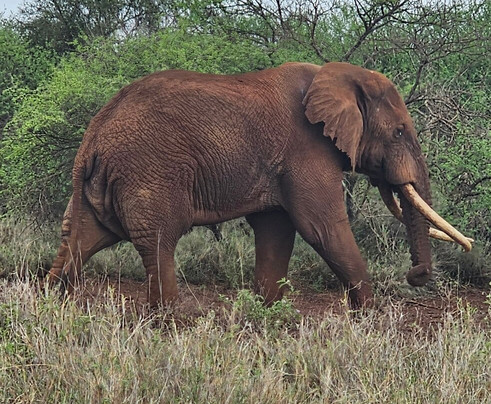 Safari Lenana-瓦塔木必去景点