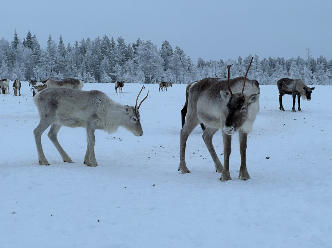 LIVING WITH REINDEER TOURS-Sodankyla必去景点