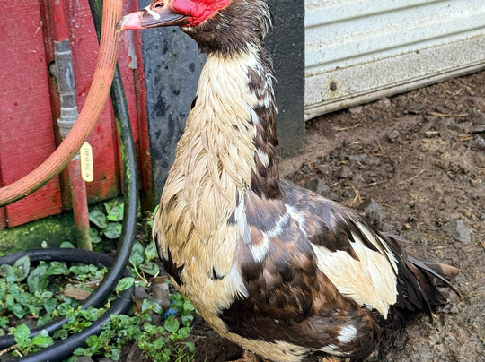 Volcano Acres Ranch Bed & Breakfast主图