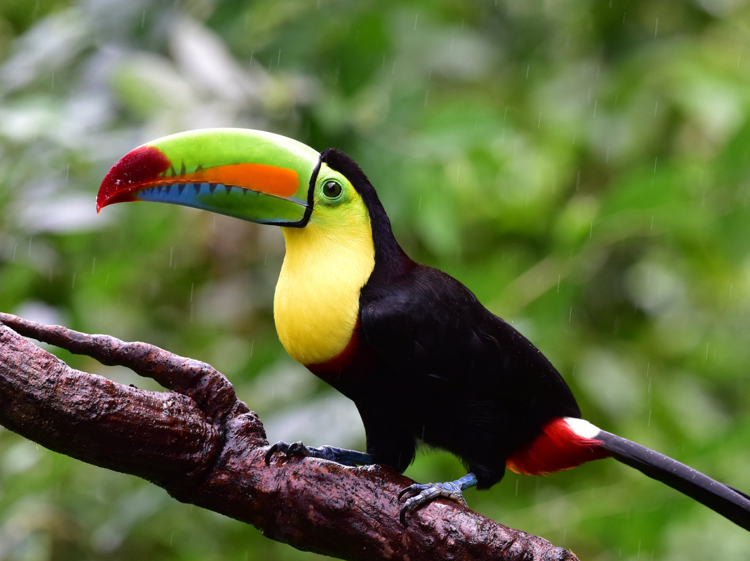 Dave & Dave's Costa Rica Nature Park-La Virgen必去景点