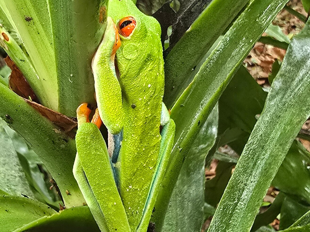 Sloths Paradise Rainforest-Bijagua de Upala必去景点