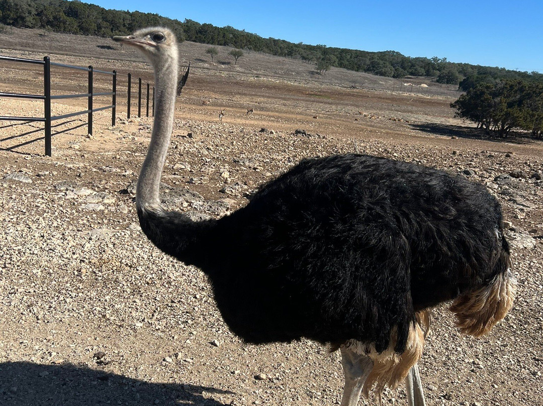 天然桥野生动物牧场-圣安东尼奥市必去景点