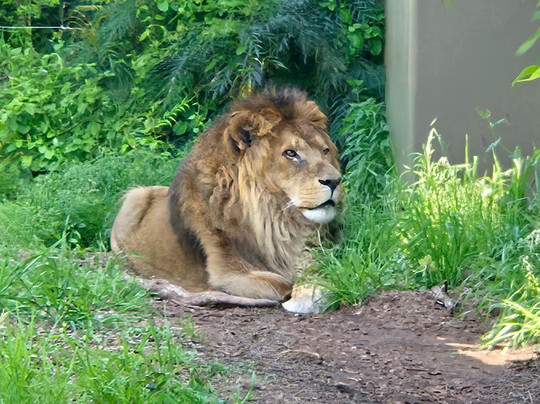 横滨Zoorasia动物园-横滨市必去景点