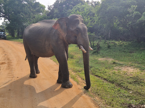 Lucky Bentota Travels & Tours-班托塔必去景点