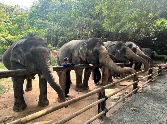 Hidden Forest Elephant Reserve-查龙必去景点