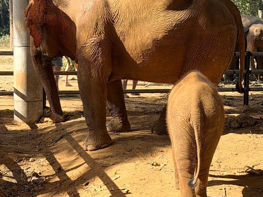 Krabi Elephant House Sanctuary-Sai Thai必去景点