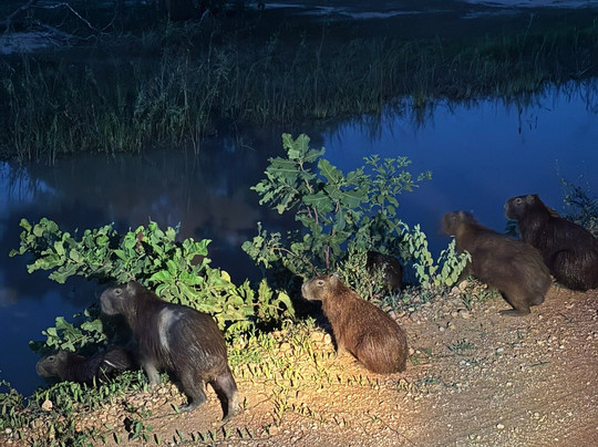 Gasparetour Pantanal Tours-Cuiaba必去景点