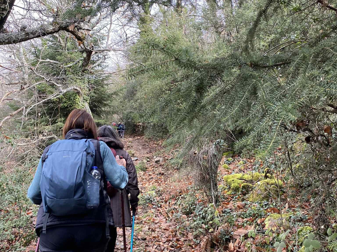 Irene's Healthy Life-Pallini必去景点