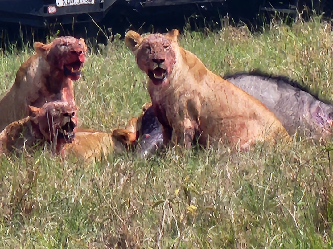 Travelcare Limited-内罗毕必去景点