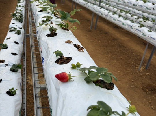 Andrews Eco Tours and Taxi-奴娃拉伊利雅必去景点