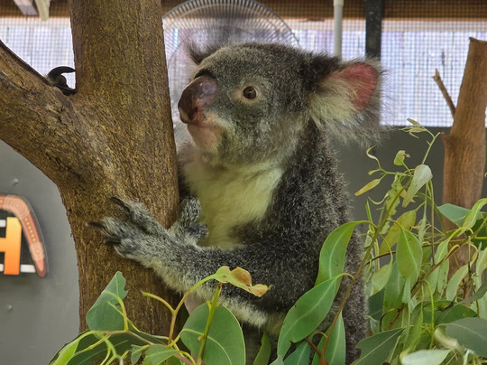Tablelands Tours-凯恩斯必去景点